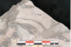 Foto (Detailansicht) von Laurus cretacea Ettingshausen (NHMW-GEO-2024-0188-10596)